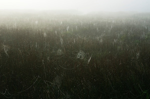 Gossamer Field