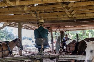 Horse powered sawmill