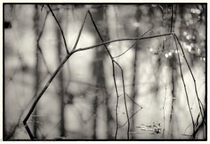 © Carolyn Meltzer