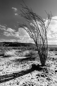 Ocotillo plant | Joshua Tree National Park, California.