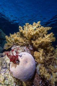 Coral reefs of Eilat, Red Sea