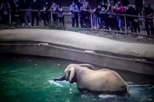 CAPTIVITY