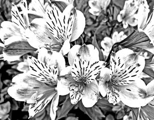 Remembering Georgia O'Keeffe_21