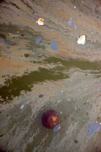 Untitled (Gowsanus Canal)