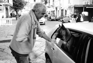 Thirsty dog at Ischia Ponte