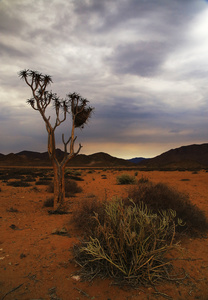 Desert tree