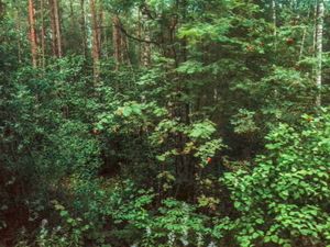 red berries in the forest