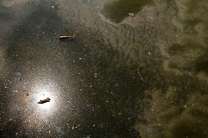 Untitled (Gowsanus Canal)