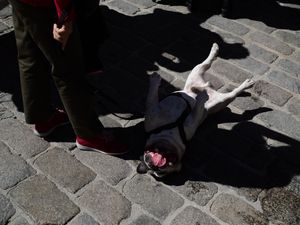 Animal rights