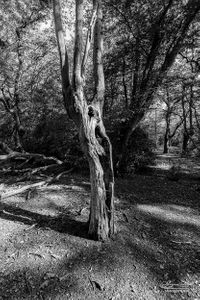 Epping Forest | 06