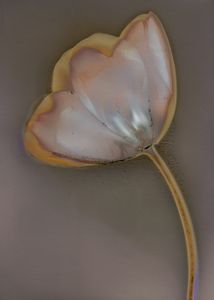 Tulip on Arista RC - © Erin McGuire