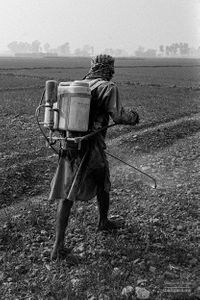 Spraying crops | Dhanda, Punjab.