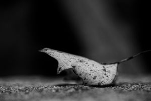 © Carolyn Meltzer