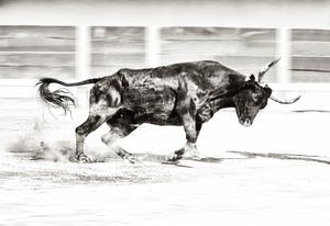 Camargue 4