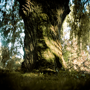 Tree #5 from Willow Series