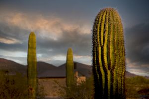 Saguaros (Arizona. USA)