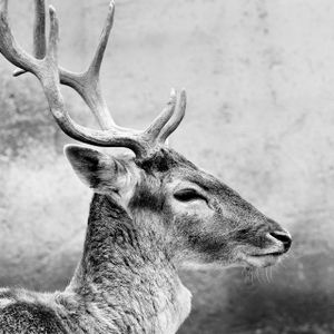 Odocoileus virginianus