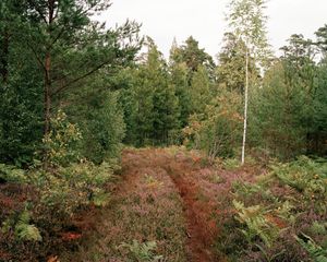Meadow #19, inkjet print, 60"x75"