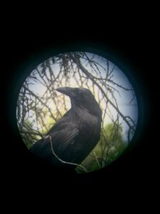 Crow