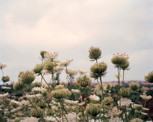 Magical Flora, 40 x 50 inches, c-print, 2011 © Marisa Portolese