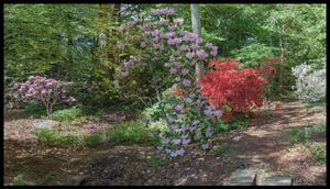 Hancock Woodlands