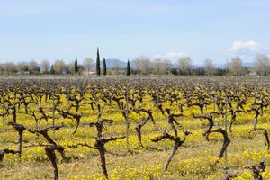 The dance of vine shoots.                        ( La danse des sarments )