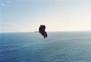 hawk