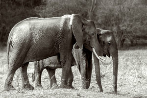 elephant family. Kafue National Park Zambia.