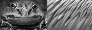 "Diptych "The voyeur" and "Softly"