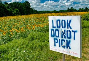 Look Do Not Pick                              Floyd, NY