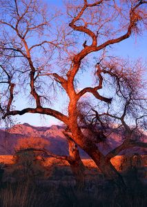 Cotttonwood, Rio Grande Bosque, NM