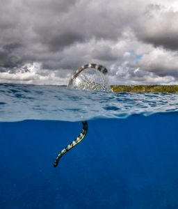 South Pacific Banded sea krait