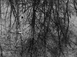 Wet Leaves #11