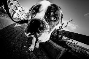 Gus