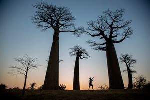 Avenue de Baobab