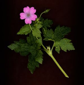 CranesBill