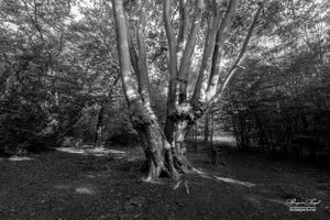 Epping Forest | 12