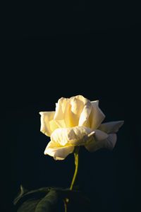 The Rose