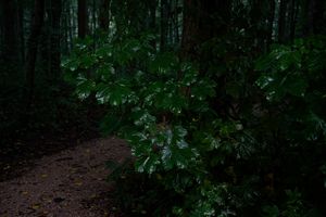 Forest Vibes 2