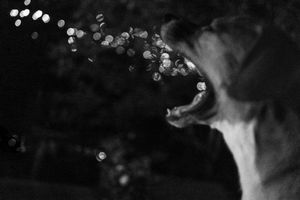 Spirit Dog
