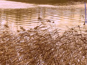 Light of a Song II. Memory Landscapes series. 2021.
