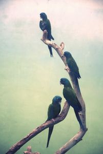 parrots