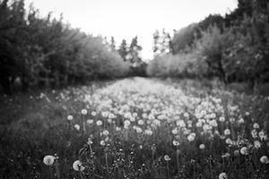 Orchard