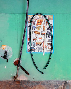 Animals and the kitchen sink