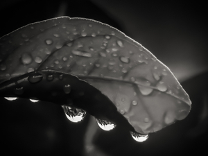 Raindrops on a leaf