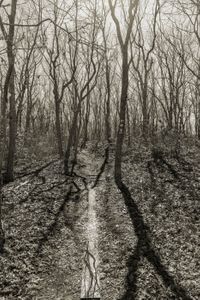 Lines In Nature #5