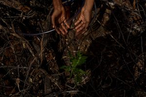 ANTHROPOGENIC 009