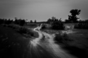 Human & Tiger Conflict