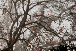 Untitled (Persimmon)