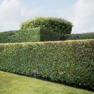 Hedge #9